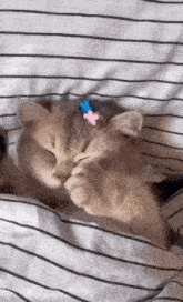 a kitten with a flower in its hair is sleeping on a bed