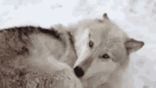 Wolf Pet GIF - Wolf Pet Snow GIFs
