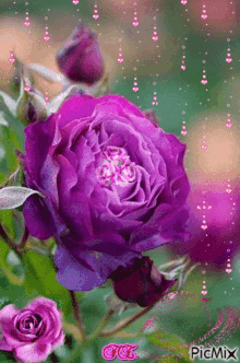 thamthyphuong Roses-rose