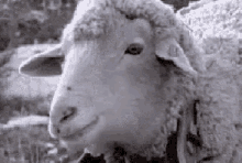 Sheep Munch GIF - Sheep Munch Chew GIFs