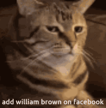 William Brown Add On Facebook GIF - William Brown Add On Facebook GIFs