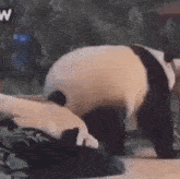 Panda Animal GIF - Panda Animal Panda Funny GIFs
