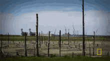Rotting Trees Desolate GIF - Rotting Trees Desolate From The Ashes GIFs