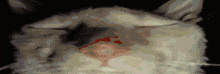 a close up of a cat 's face with blood coming out of it 's eye