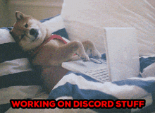 a dog is laying on a bed with a laptop and the words " working on discord stuff " above it