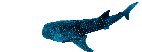 Whale Shark Sticker - Whale Shark Stickers