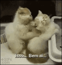 Gatinhos Massagem GIF - Cats Massage GIFs