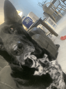 Cuppydog Cuppytolitty GIF - Cuppydog Cuppytolitty Whatiscuppydoing GIFs