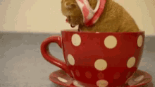 Cat Cup GIF