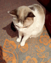 a cat is sitting on a floral blanket and looking down