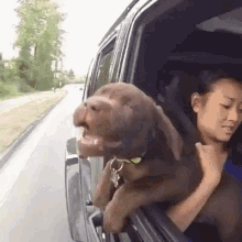 Dog Car GIF - Dog Car Ride GIFs