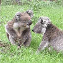 Koala Kiss GIF - Koala Kiss Sweet GIFs