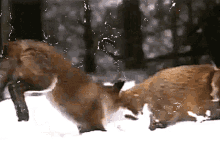 a couple of animals are playing in the snow and one of them has a white tail