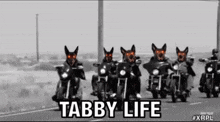 a group of dogs riding motorcycles with the words tabby life on the bottom