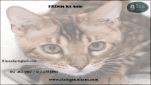 Bengal Cats For Sale Near Me Breeders Of Bengal Cats GIF - Bengal Cats For Sale Near Me Breeders Of Bengal Cats Bengal Kittens For Sale GIFs