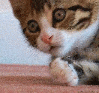 Cat Paw GIF - Cat Paw Omg - Discover & Share GIFs