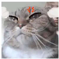 a close up of a cat 's face with a person behind it