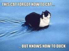 a black and white cat is swimming in the water with a caption that says this cat forgot how to cat