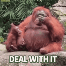 Deal With It Monkey GIF - Deal With It Monkey Sunglasses GIFs