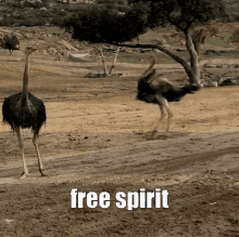 Freedom Ostrich GIF