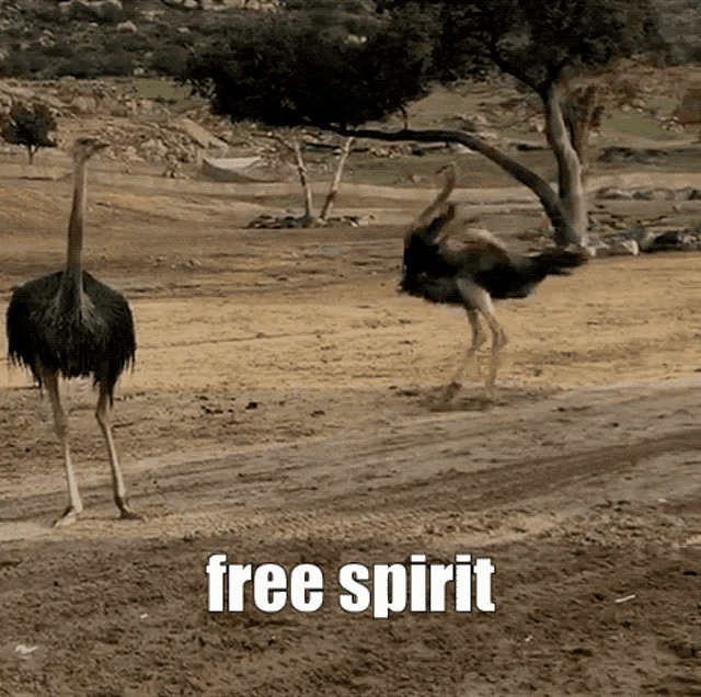 Freedom Ostrich GIF - Freedom Ostrich Free Spirit - Discover & Share GIFs Freedom Ostrich GIF - Freedom Ostrich Free Spirit - Discover & Share GIFs