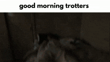 a person laying on a bed with the words good morning trotters on the bottom