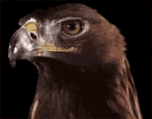 Eagle Sneaky GIF - Eagle Sneaky Sly GIFs
