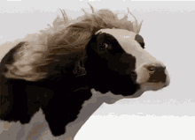 Wig Fabulous GIF - Wig Fabulous Cow GIFs