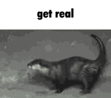 Get Real Otter GIF - Get Real Otter GIFs