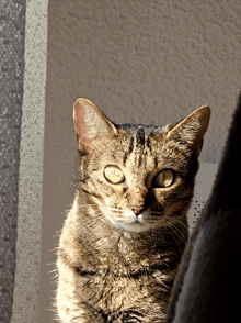 Stare Anime Cat Staring GIF - Stare Anime Cat Staring Staring GIFs