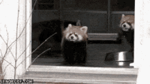 Red Panda Startled GIF