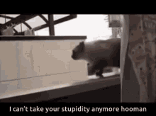 Cat Jump Out Window GIF - Cat Jump Out Window I Cant GIFs