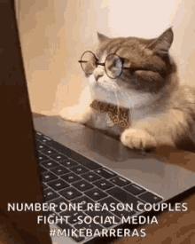 Business Cat Working GIF