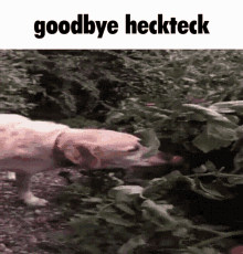 goodbye heckteck