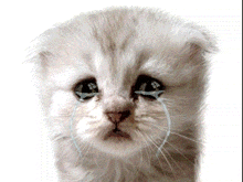 a white kitten is crying with tears running down its face