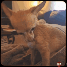 Cute Chihuahua GIF - Cute Chihuahua Wet Dog GIFs