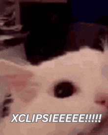a close up of a cat 's face with the words xclipsieeee