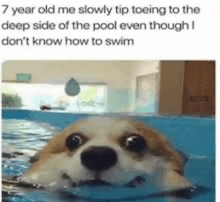 a dog is swimming in a pool with a caption that says `` 7 year old me slowly tip toeing to the