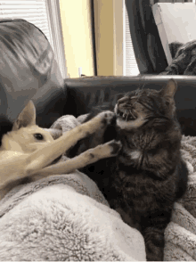 Cats GIF - Cats GIFs