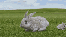Cyriak Bunny GIF - Cyriak Bunny Never Ending GIFs