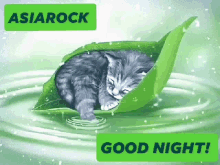 Asiarock Cute GIF - Asiarock Cute Cat GIFs