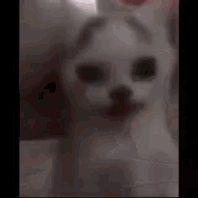 Gato Melancia GIF - Gato Melancia Maluco GIFs