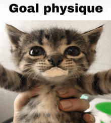 a kitten is being held in someone 's hand with the words goal physique below it