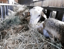 Sheep Grass GIF - Sheep Grass Eating GIFs