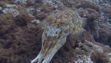 Cuttlefish Broadclub Cuttlefish GIF - Cuttlefish Broadclub Cuttlefish Marine Life GIFs