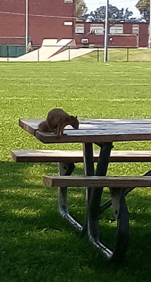 Squirrel Cute GIF - Squirrel Cute Animal GIFs