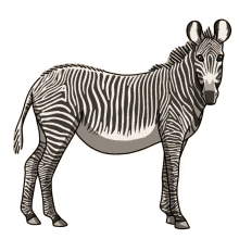 zebra grevys