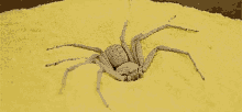 Spider Hide GIF - Spider Hide GIFs