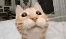 Gabe Cat Memes GIF - Gabe Cat Memes GIFs