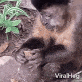 Eating The Nut Viralhog GIF - Eating The Nut Viralhog Biting The Nut GIFs